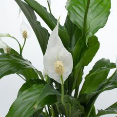 نبات داخلي سباثيفيليم زنبق السلام  (40-50 سم)