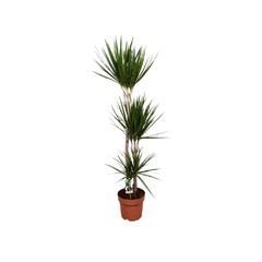 Gover Dracaena Marginata Indoor Plant (150 cm)