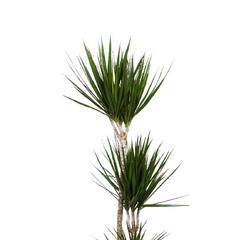 Gover Dracaena Marginata Indoor Plant (150 cm)