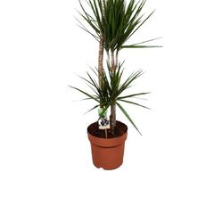 Gover Dracaena Marginata Indoor Plant (150 cm)