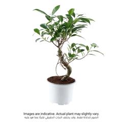 Bonsai Tree, SF-15 (30 cm)