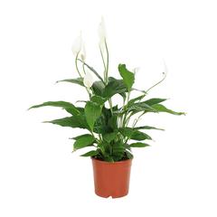 ID Spathiphyllum Peace Lily Plant (70 cm)