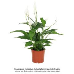 ID Spathiphyllum Peace Lily Plant (70 cm)