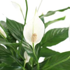 ID Spathiphyllum Peace Lily Plant (70 cm)