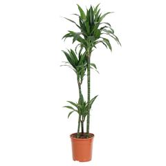 Indoor Plant Dracaena Janet Craig 3PP (150 cm)