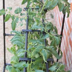 إطار تعزيز زراعة محصول الطماطم هاكسنيكس
