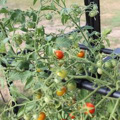 Haxnicks Tomato Crop-Booster Frame