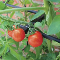 إطار تعزيز زراعة محصول الطماطم هاكسنيكس