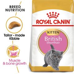 Royal Canin Feline Breed Nutrition British Shorthair Dry Cat Food (Kitten, 2 kg)