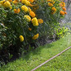 Gardena Sprinkler Hose (15 m)