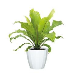 Scheurich Weiss Ceramic Plant Cover Pot (15 cm)