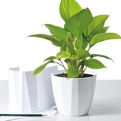 Scheurich Weiss Ceramic Plant Cover Pot (15 cm)