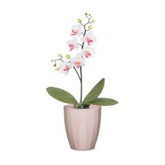 Scheurich Elegance Ceramic Plant Cover Pot (14 cm)