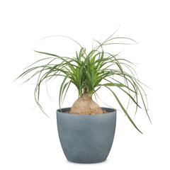 Scheurich Stone Ceramic Plant Cover Pot (25 cm)