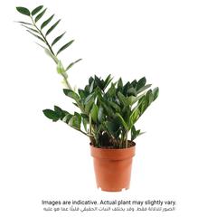 Zamioculcas Plant (15 x 17 x 60 cm)