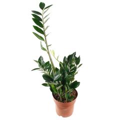 Zamioculcas Plant (15 x 17 x 60 cm)