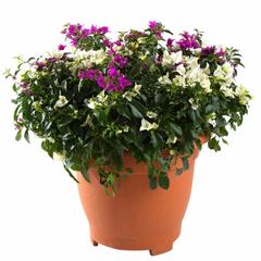 Bougainvillea Pink & White Live Plant