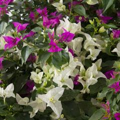 Bougainvillea Pink & White Live Plant