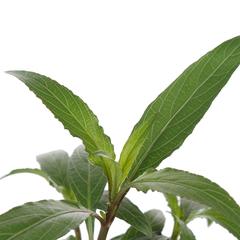 Ruellia Plant (13 cm)