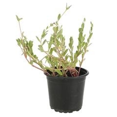 نبات رجلة كبير الأزهار (13 سم)