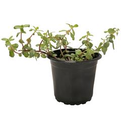 Portulaca Moss Rose Plant (13 cm)