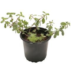 Portulaca Moss Rose Plant (13 cm)