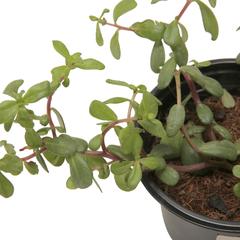 Portulaca Moss Rose Plant (13 cm)