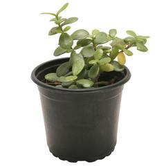 Portulacaria Afra Elephant Bush Plant (13 cm)