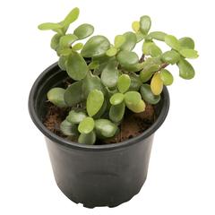 Portulacaria Afra Elephant Bush Plant (13 cm)