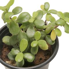 Portulacaria Afra Elephant Bush Plant (13 cm)