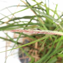 Pennisetum Outdoor Plant (6 L)