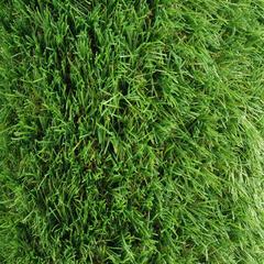 عشب اصطناعي ليندن (2 × 4 متر، 30 ملم)