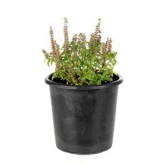 Buy Tulsi Basil Live Plant Online in Dubai the UAE ACE