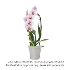 Artevasi Madagascar Plastic Orchid Pot (17 cm)