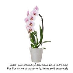 Artevasi Madagascar Plastic Orchid Pot (21 cm)