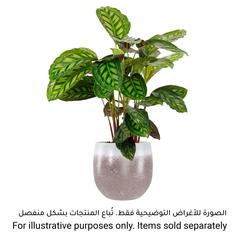 Artevasi Iris Ceramic Plant Pot (16 cm)