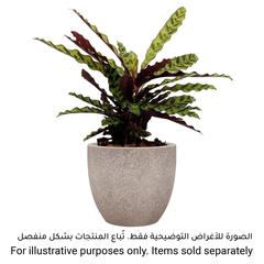 Artevasi Hestia Ceramic Plant Pot (20 cm)