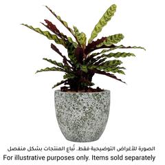 Artevasi Hestia Ceramic Plant Pot (25 cm)