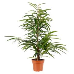 Ficus Amstel King (80 cm)