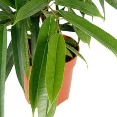 Ficus Amstel King (80 cm)