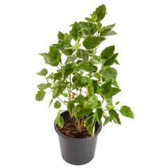 Hibiscus Luna Red Double Outdoor Plant (10 L)