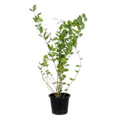 Jasmine Sambac Outdoor Plant (10 L)