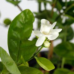 Jasmine Sambac Outdoor Plant (10 L)