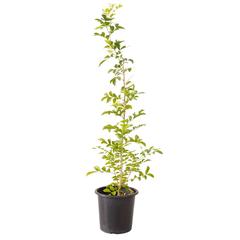 Murraya Paniculata Outdoor Plant (10 L)