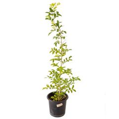 Murraya Paniculata Outdoor Plant (10 L)