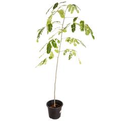 Albizia Lebbeck Outdoor Plant (6 L)