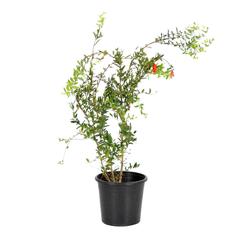 Pomegranate Outdoor Plant (1.2 m)