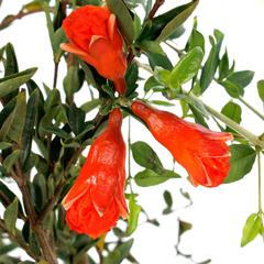 Pomegranate Outdoor Plant (1.2 m)