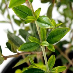 Pomegranate Outdoor Plant (1.2 m)