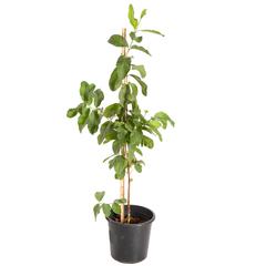 Guava Outdoor Plant (10 L)